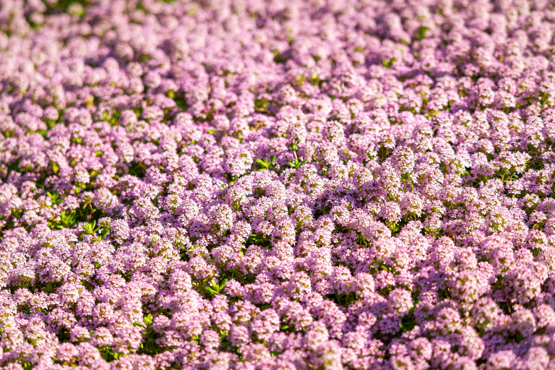 pink wildflower seeds 1000 Pink ALYSSUM ROSIE O DAY Lobularia Maritima Flower Seeds – Seedville USA