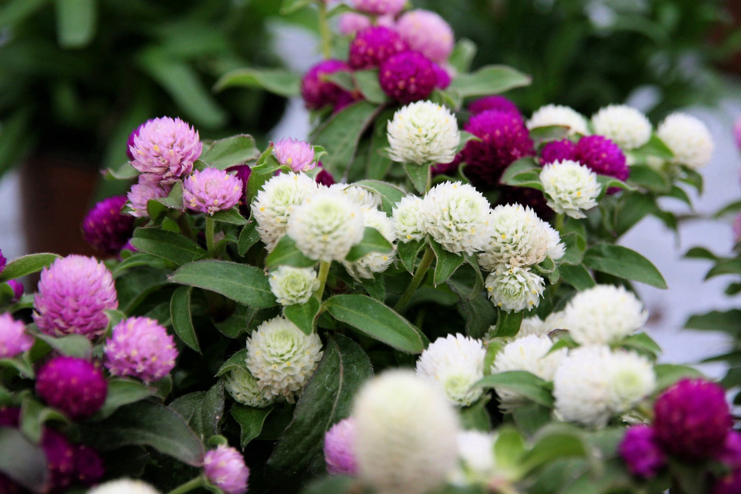 planting globe amaranth seeds 50 GLOBE AMARANTH MIX Gomphrena Globosa Mixed Colors Amaranthus Flower – Seedville USA