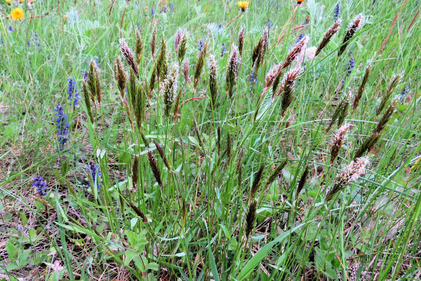 150 SWEET VERNAL GRASS Sweet Grass Vanilla Grass Anthoxanthum Odoratum Fragrant Vernalgrass Ornamental Craft Seeds