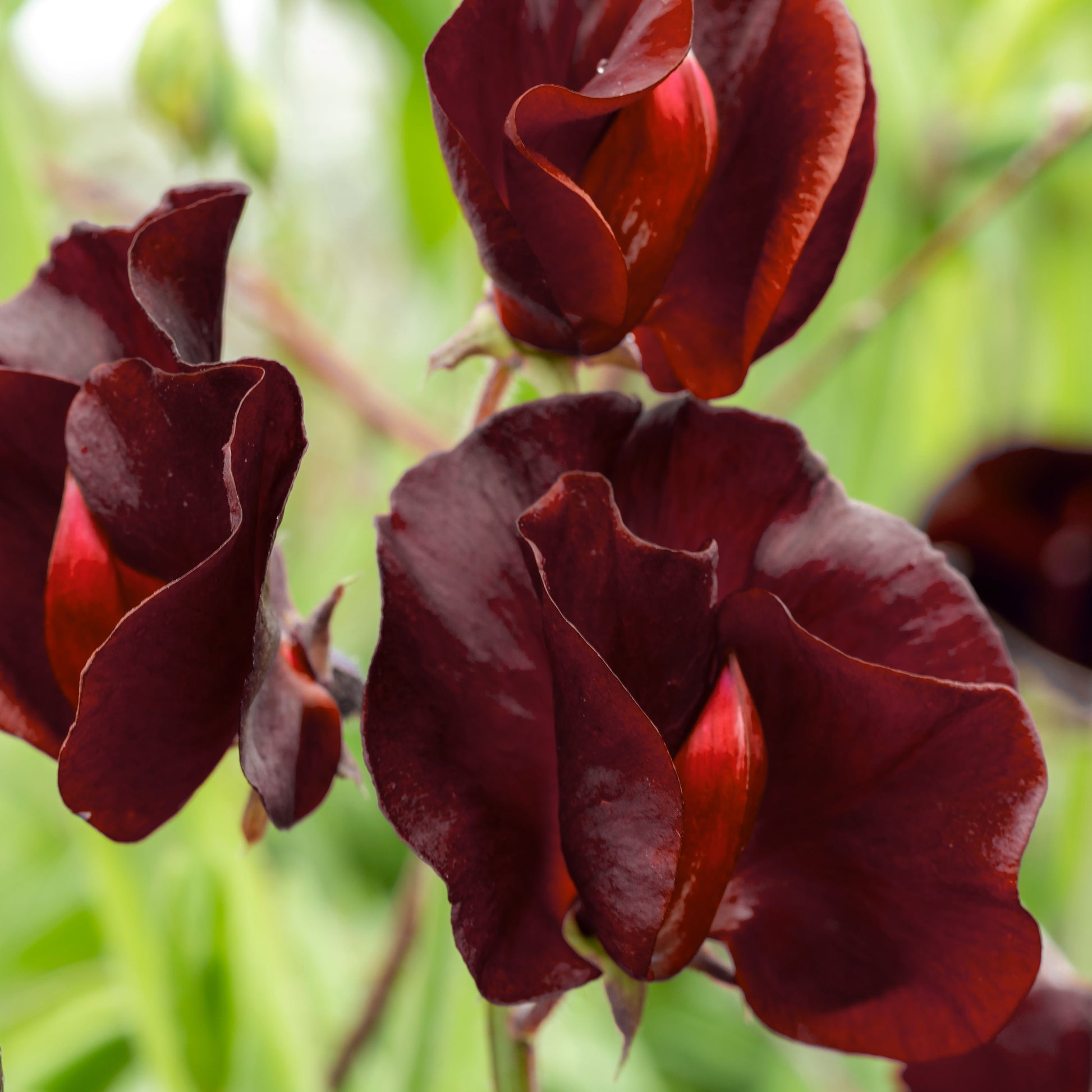 plant with red and black seeds 10 BLACK Knight SWEET PEA Lathyrus Odoratus Fragrant Flower Vine Seeds – Seedville USA