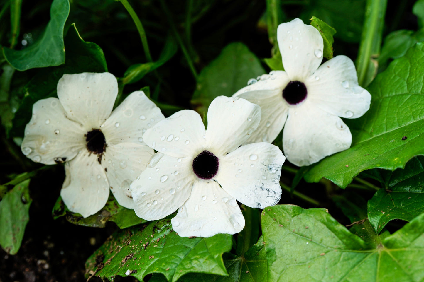 10 WHITE THUNBERGIA Alata VINE Black Eyed Susan Vine Flower Seeds