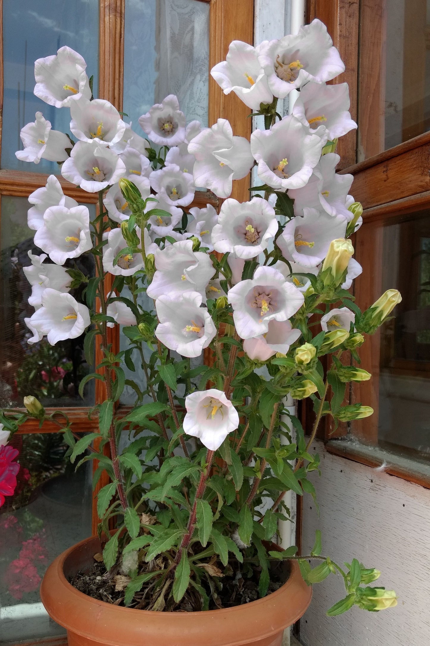 200 White CANTERBURY BELLS - CAMPANULA Medium Flower Seeds