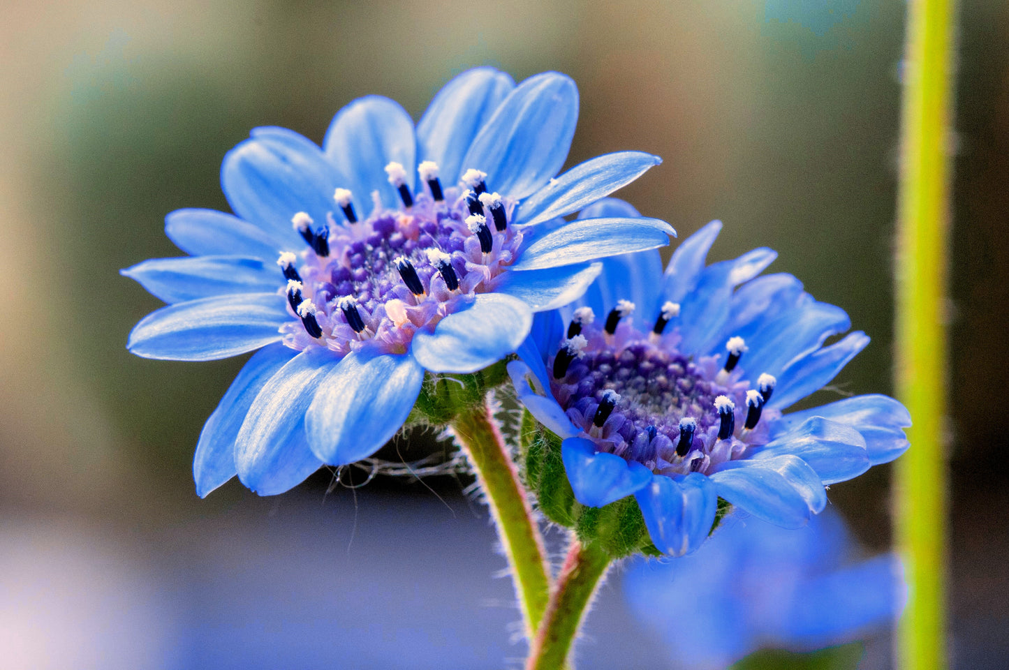 50 BLUE FELICIA DAISY 'The Blues' Heterophylla Kingfisher Flower Seeds