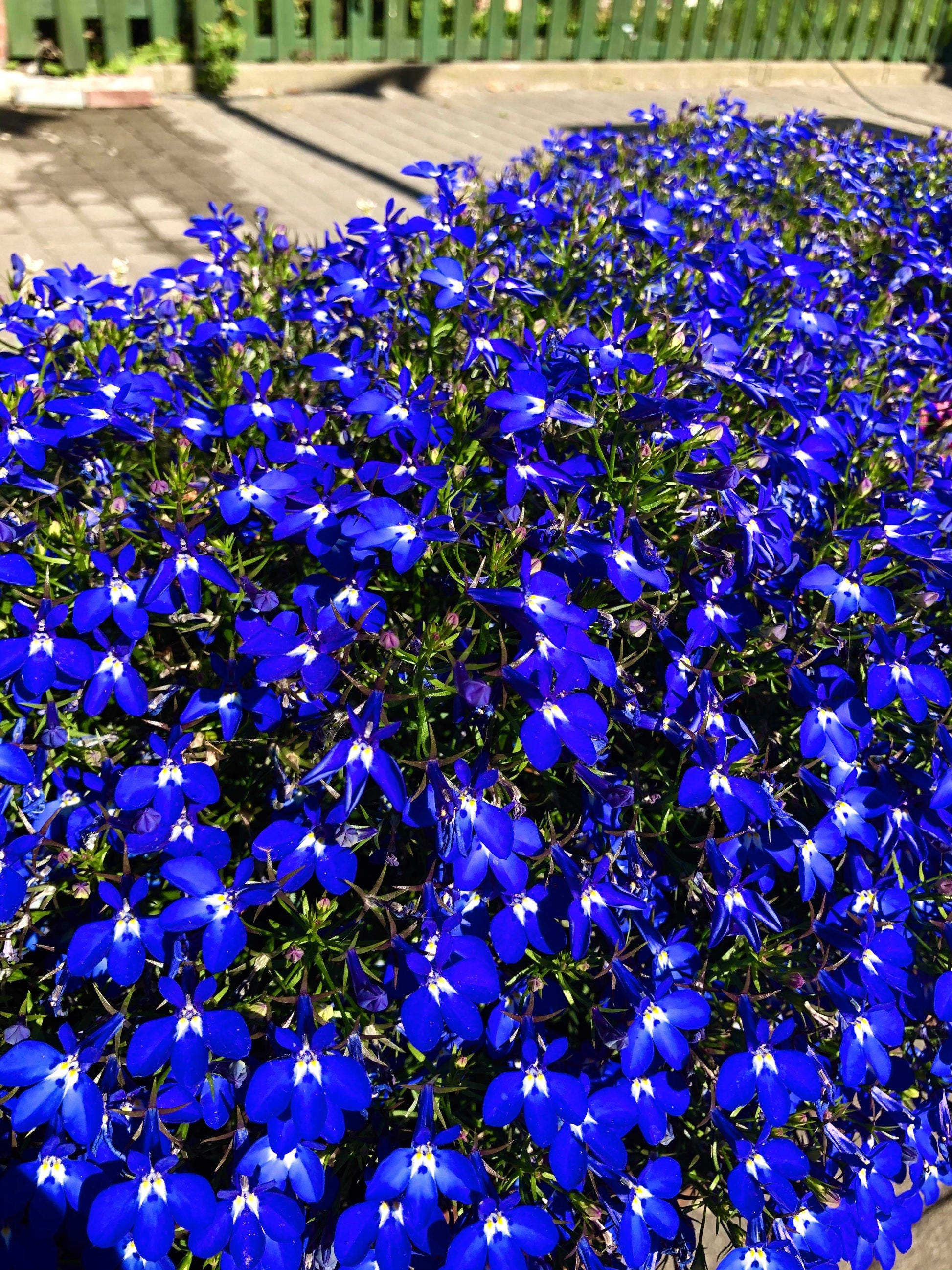 blue moon indoor plant 200 Electric Blue & White HALF MOON LOBELIA Erinus Flower Seeds – Seedville USA