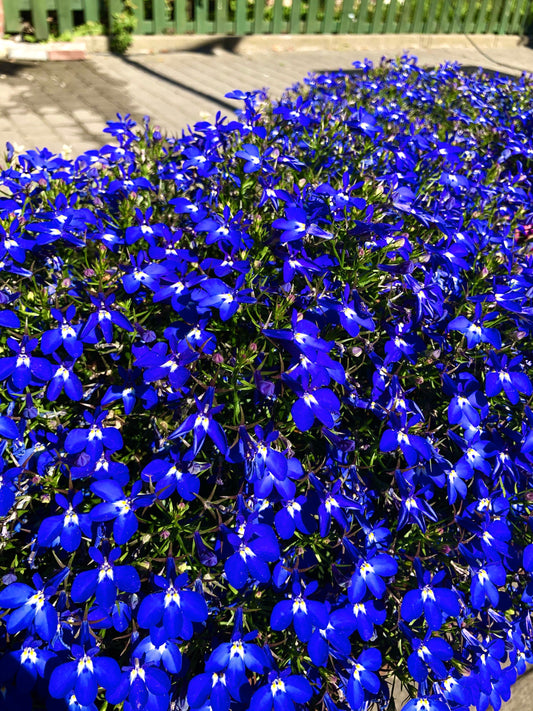 200 Electric Blue & White HALF MOON LOBELIA Erinus Flower Seeds