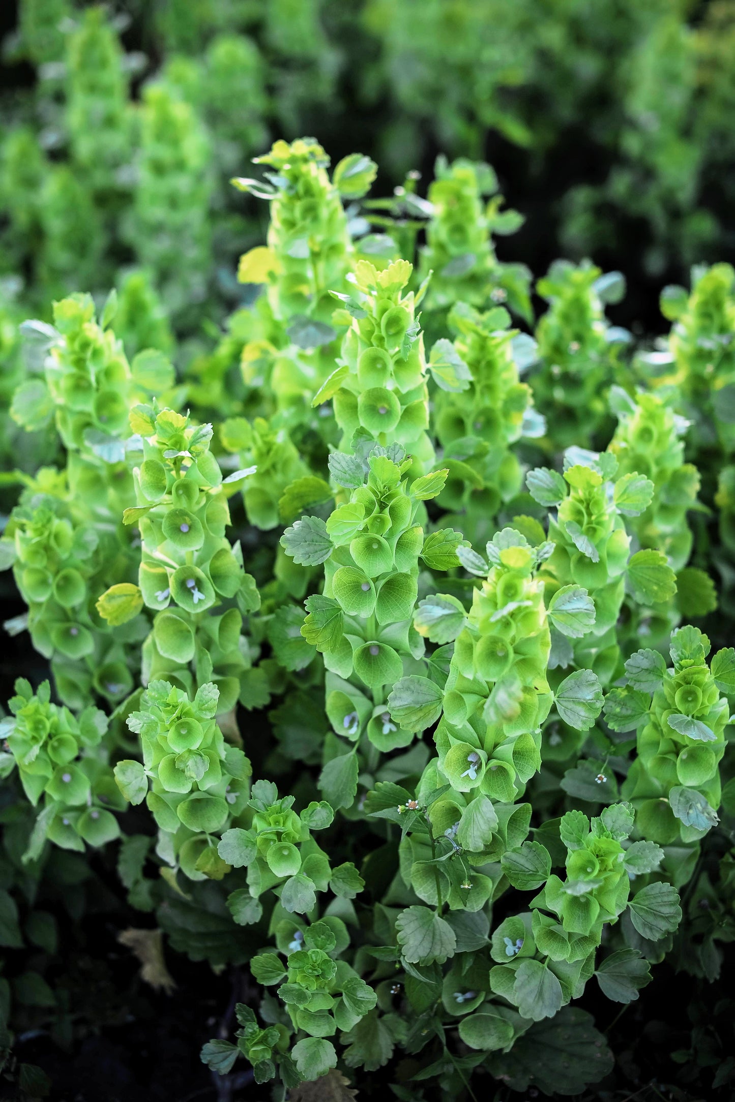 150 BELLS OF IRELAND ( Lady In The Bathtub / Shell Flower ) Moluccella Laevis Green Flower Seeds