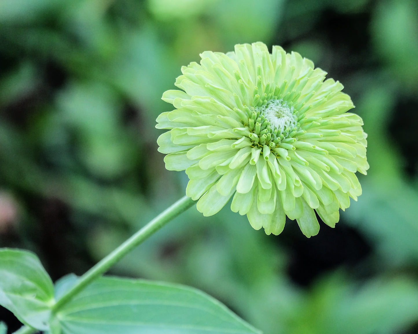 250 GREEN ENVY ZINNIA Elegans Heirloom Chartreuse Double Flower Seeds