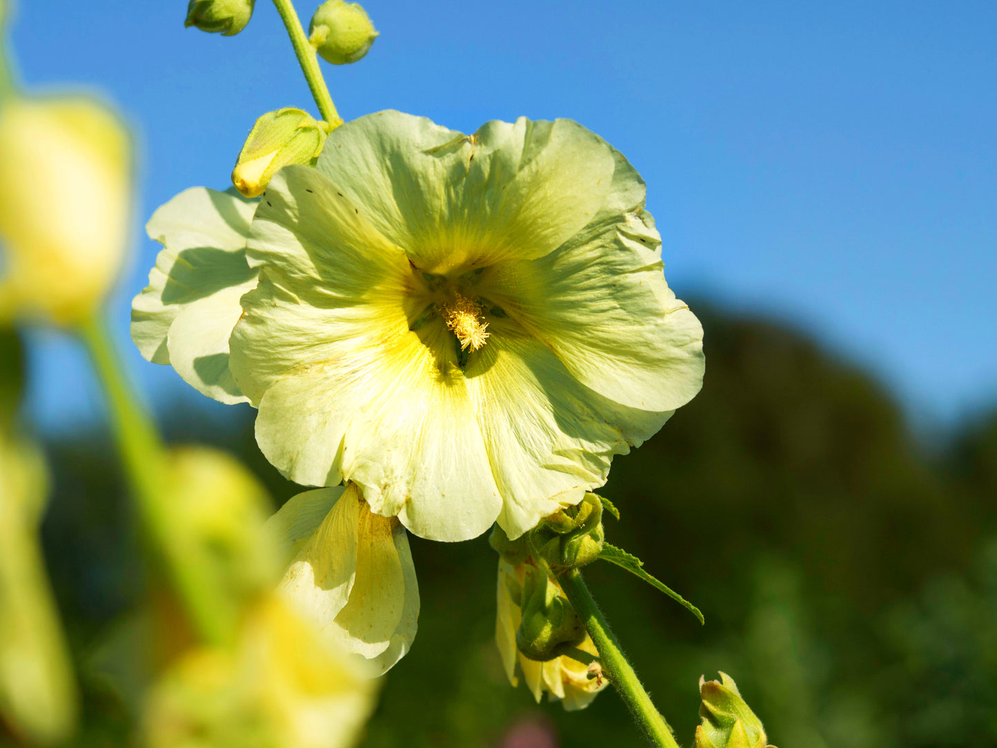 25 YELLOW HOLLYHOCK Alcea Rosea Flower Seeds Perennial