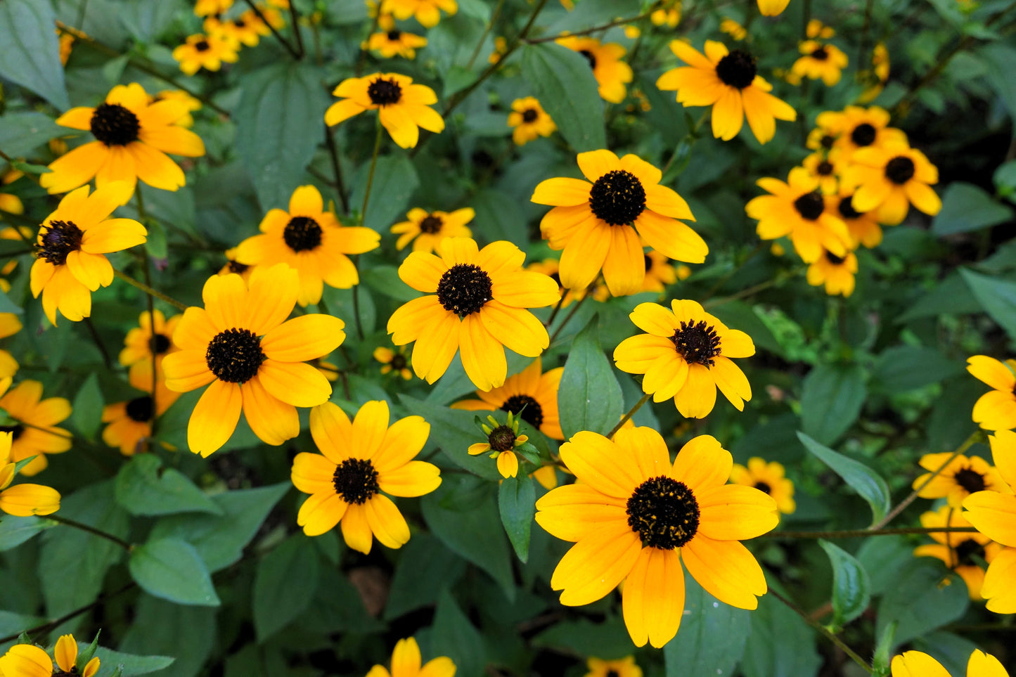 500 BROWN EYED SUSAN Rudbeckia Triloba Flower Seeds