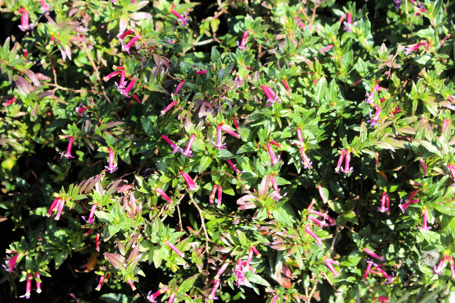 10 ROSE CIGAR PLANT Mexican Firecracker Cuphea Ignea Coan Pink Yellow Hummingbird Flower Seeds