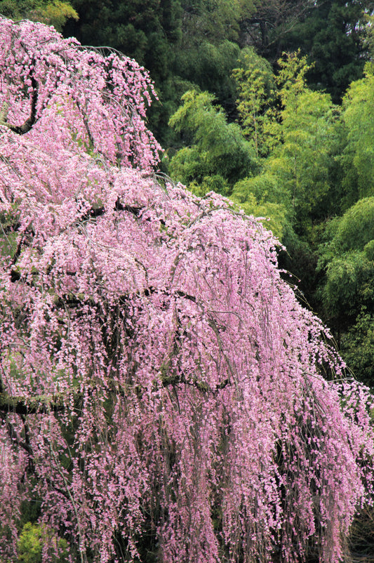 10 WEEPING HIGAN CHERRY Tree Japanese Prunus Subhirtella Pendula Pink Flower Seeds
