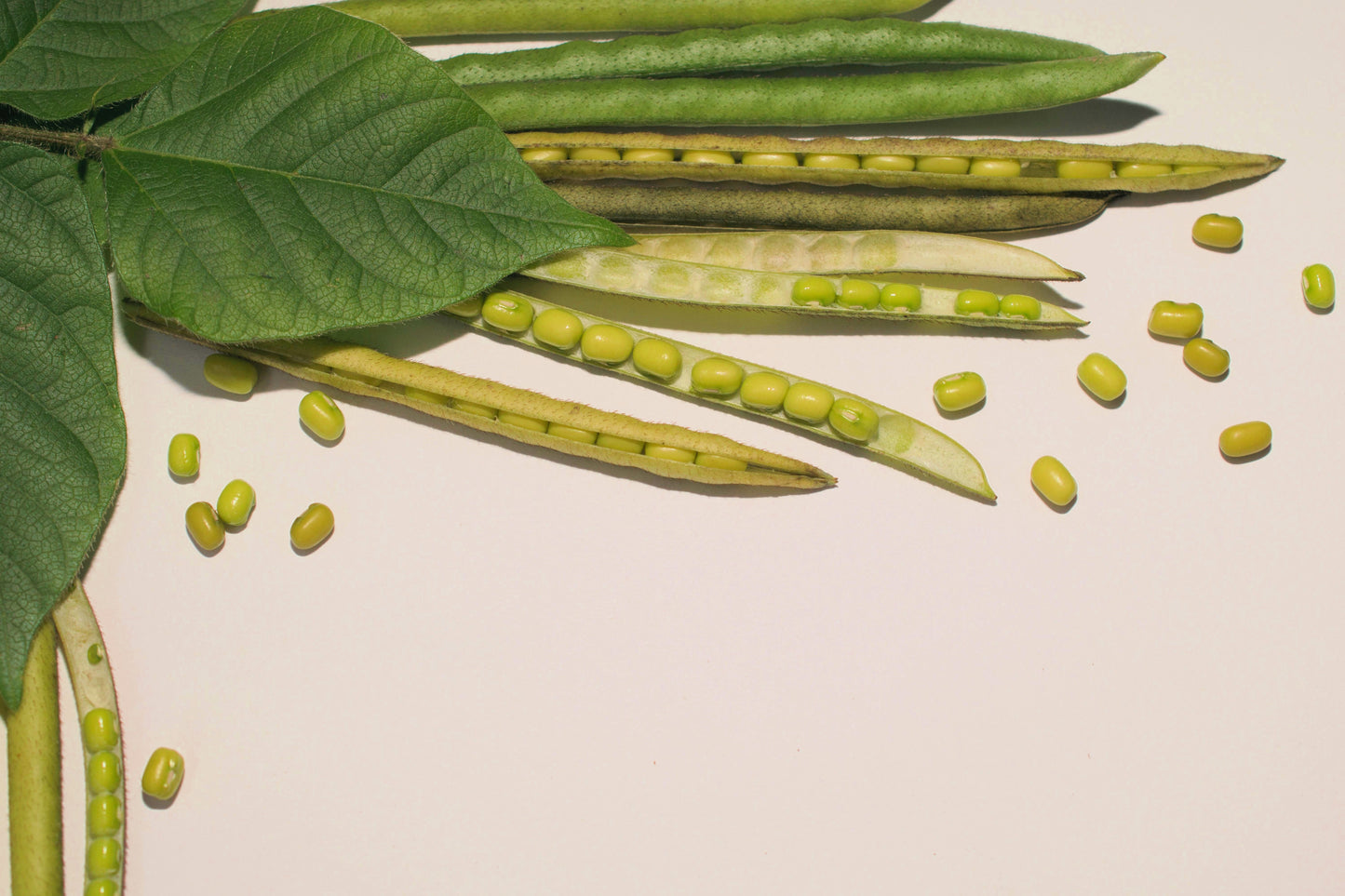 150 MUNG BEAN Moong Sprouts Golden Gram Green Vigna Radiata Vegetable Seeds