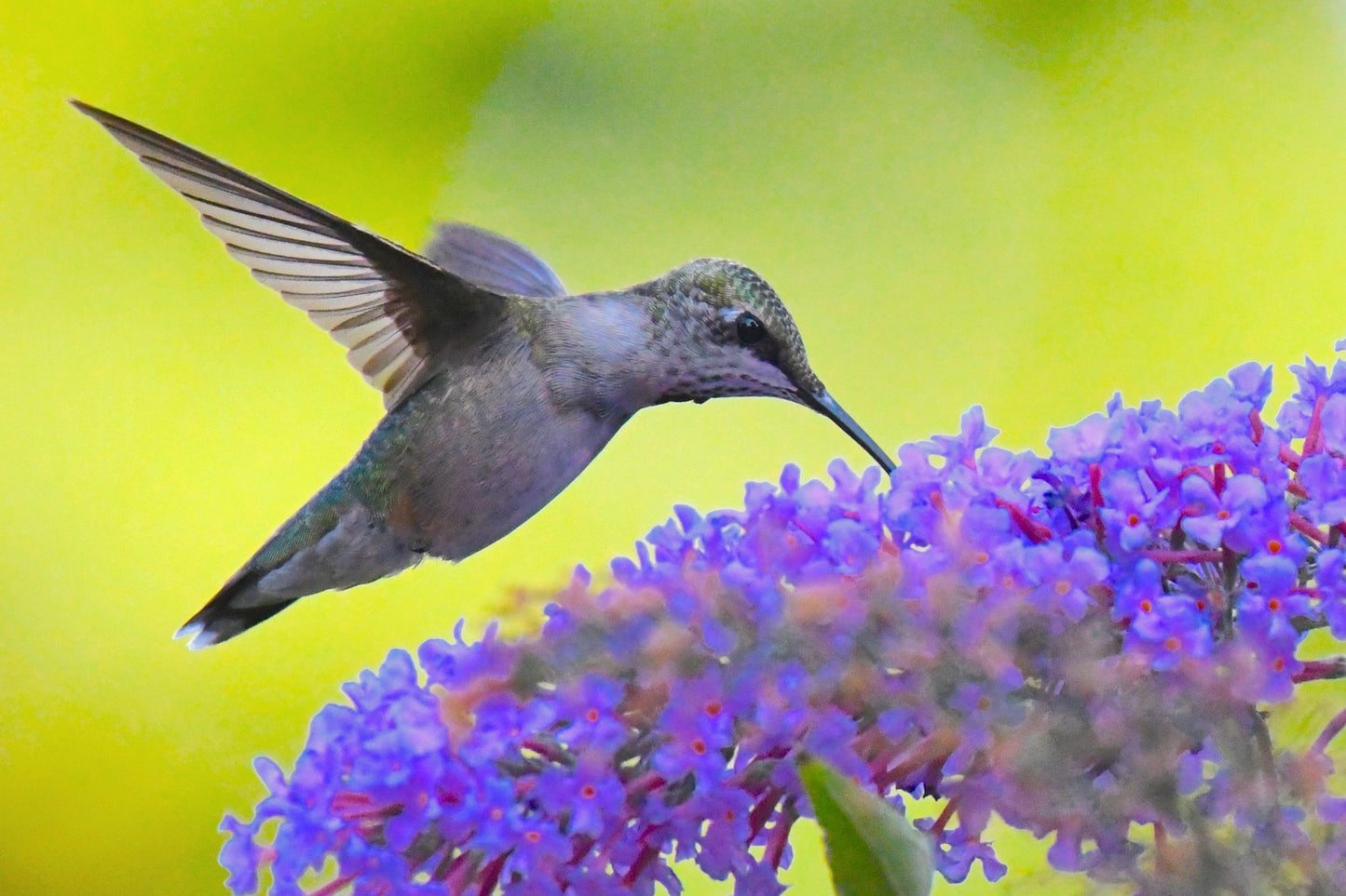 100 MIXED Colors BUTTERFLY BUSH Buddleja Davidii Flower Shrub Seeds