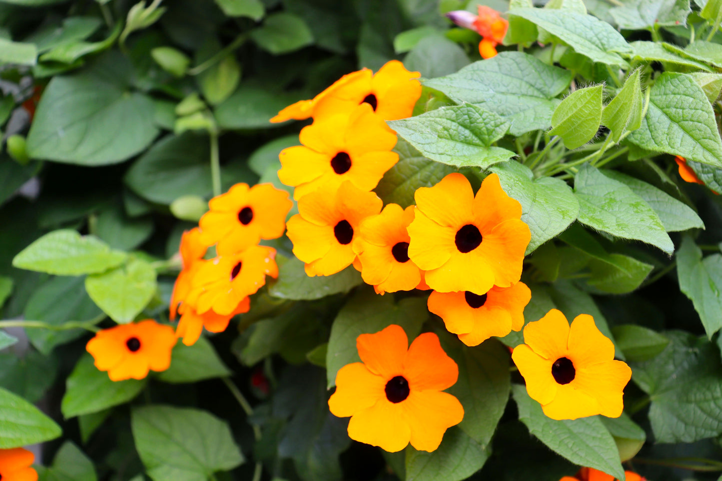 30 BLACK Eyed SUSAN VINE Thunbergia Alata Orange Yellow Black Flower Seeds