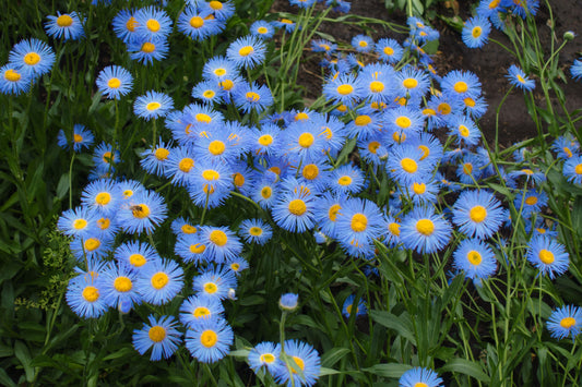 500 BLUE FLEABANE DAISY (Dainty Daisy / Aspen Fleabane / Oregon Fleabane) Erigeron Speciosus Flower Seeds