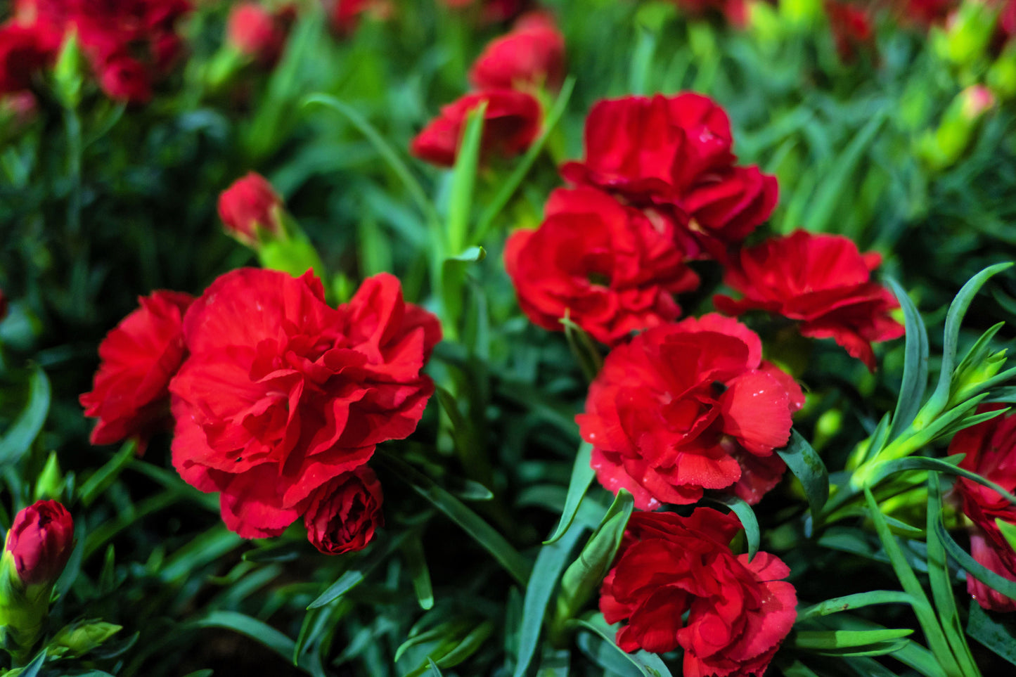 50 SCARLET RED CARNATION Dianthus Caryophyllus Grenadin Double Flower Seeds