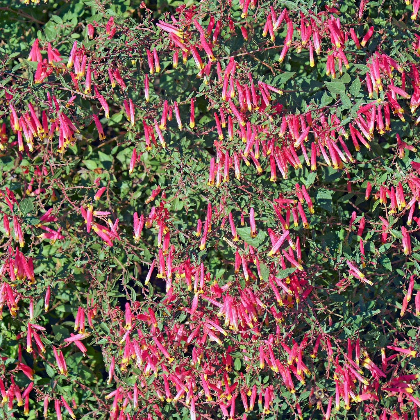 10 MIXED CIGAR PLANT Cuphea Ignea Red Pink White Firecracker Flower Seeds