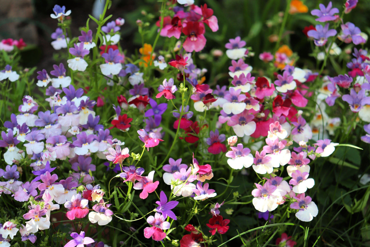 50 CARNIVAL MIX NEMESIA Strumosa Mixed Colors Flower Seeds