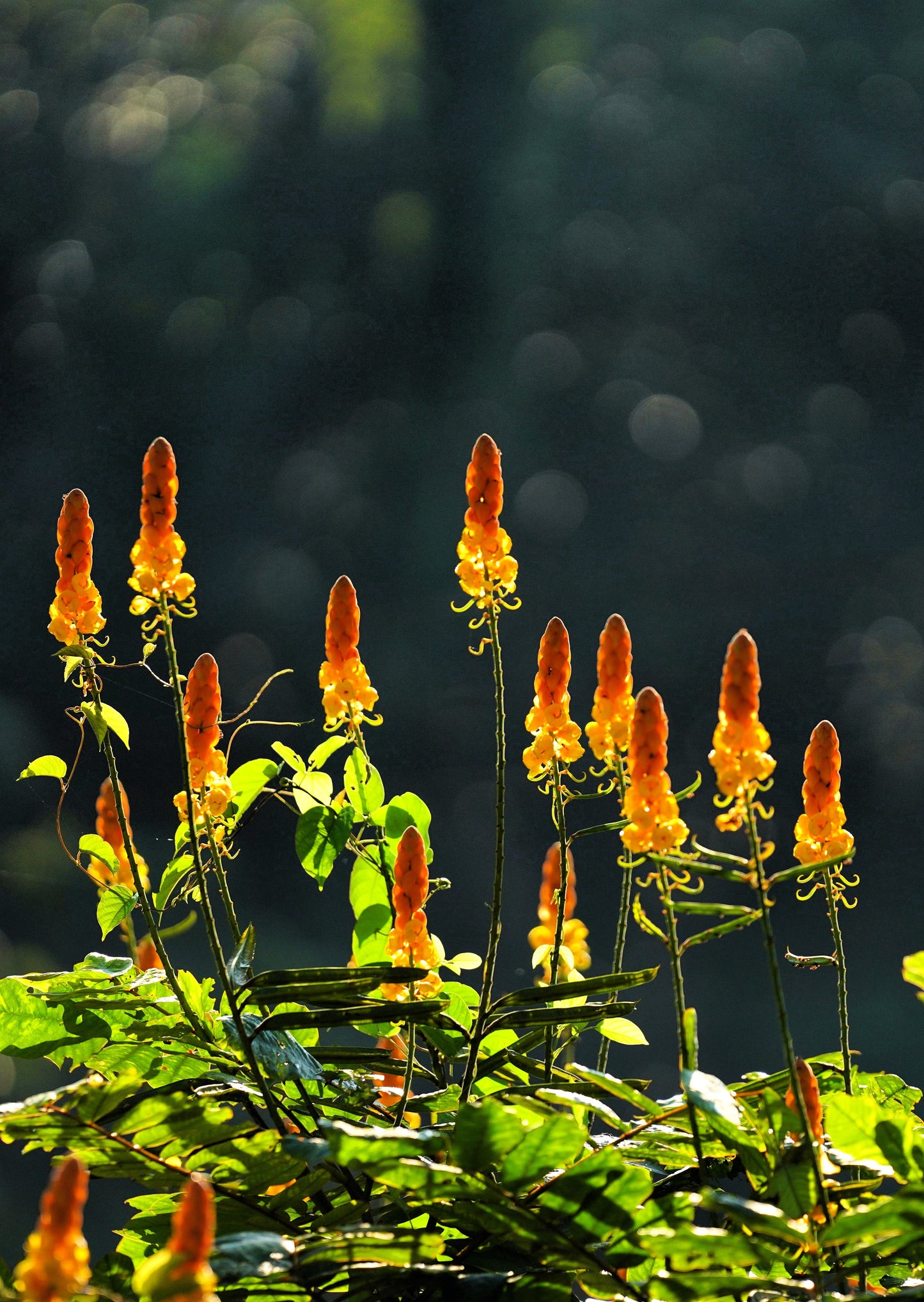 35 CANDLE BUSH Cassia Alata Senna Emperor's Candletree Empress Candlebush Candelabra Golden Ringworm Shrub Yellow Orange Flower Seeds