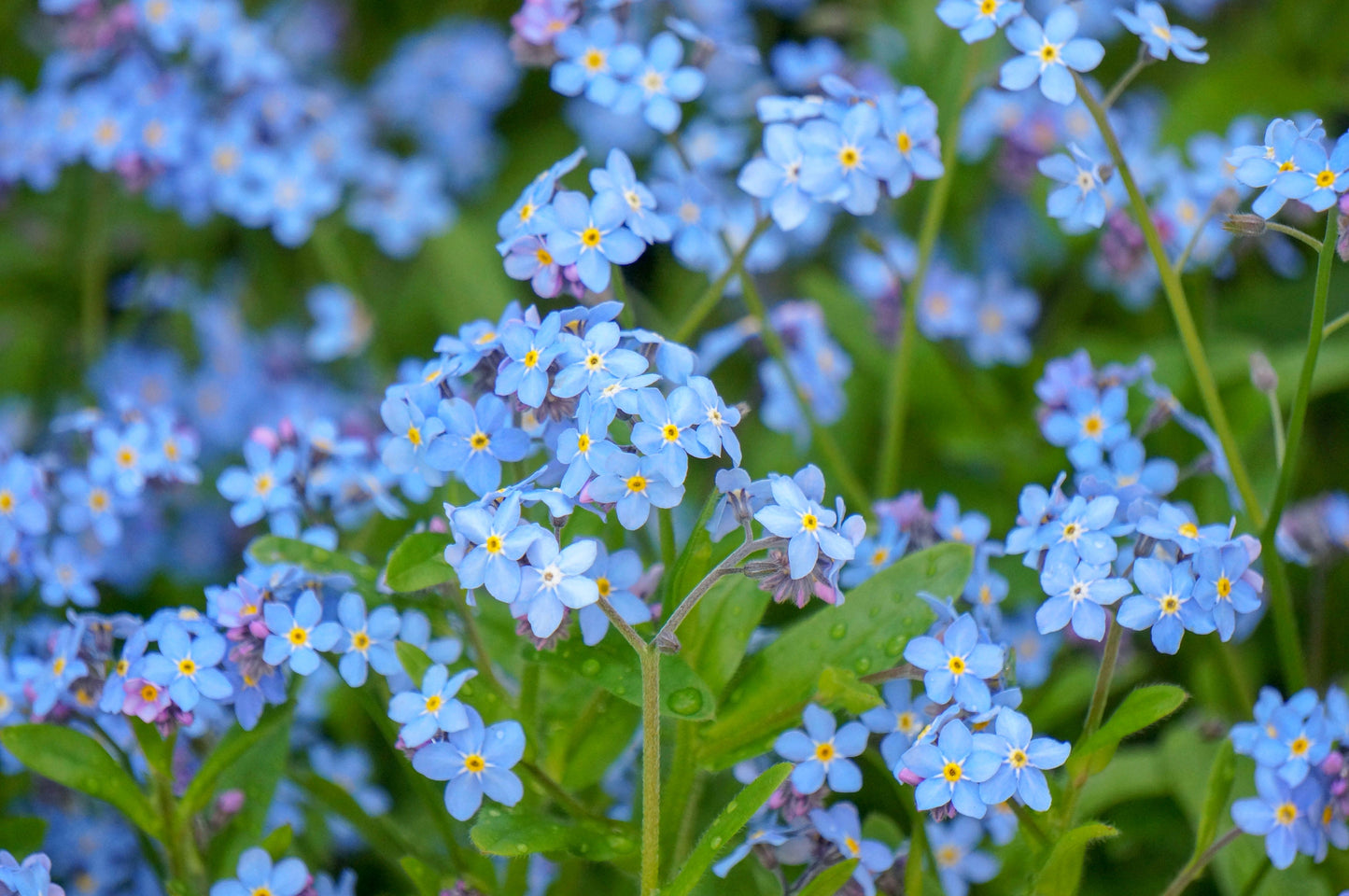 500 Blue FORGET ME NOT Myosotis Sylvatica Shade or Sun Perennial Flower Seeds