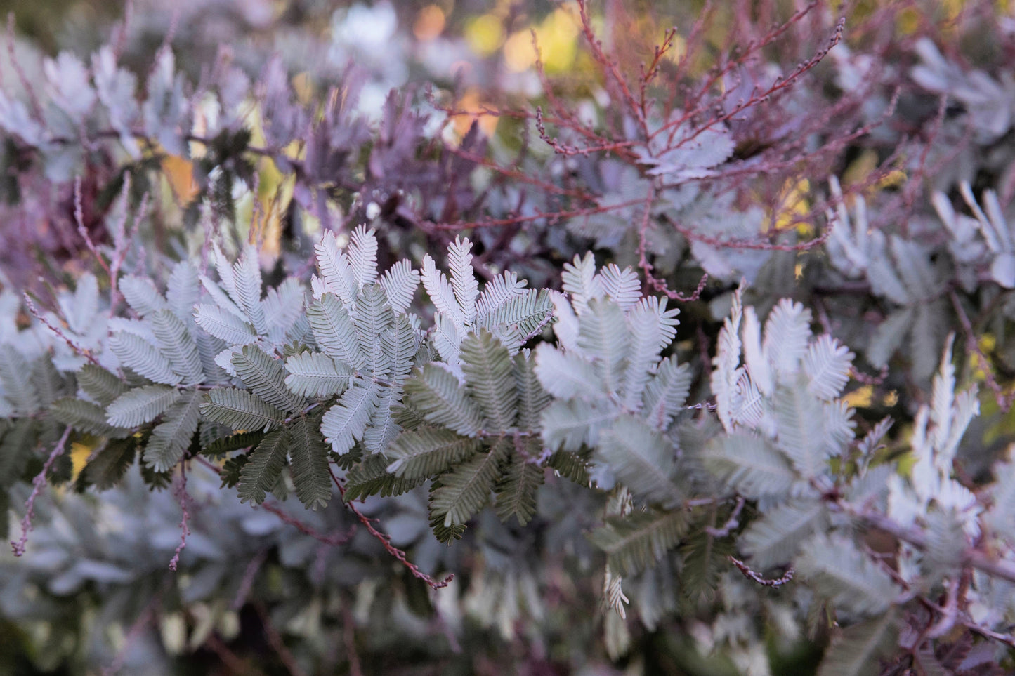 10 PURPLE ACACIA Baileyana Purpurea Fernleaf Mimosa Cootamundra Wattle Tree Yellow Flower Seeds