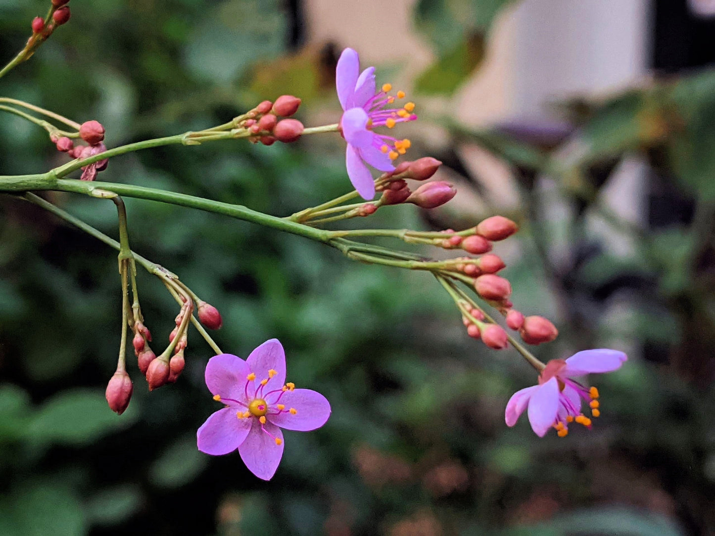 150 FAME FLOWER Jewels of Opar Talinum Paniculatum Portulaca Patens Fameflower Vegetable Leaf Seeds