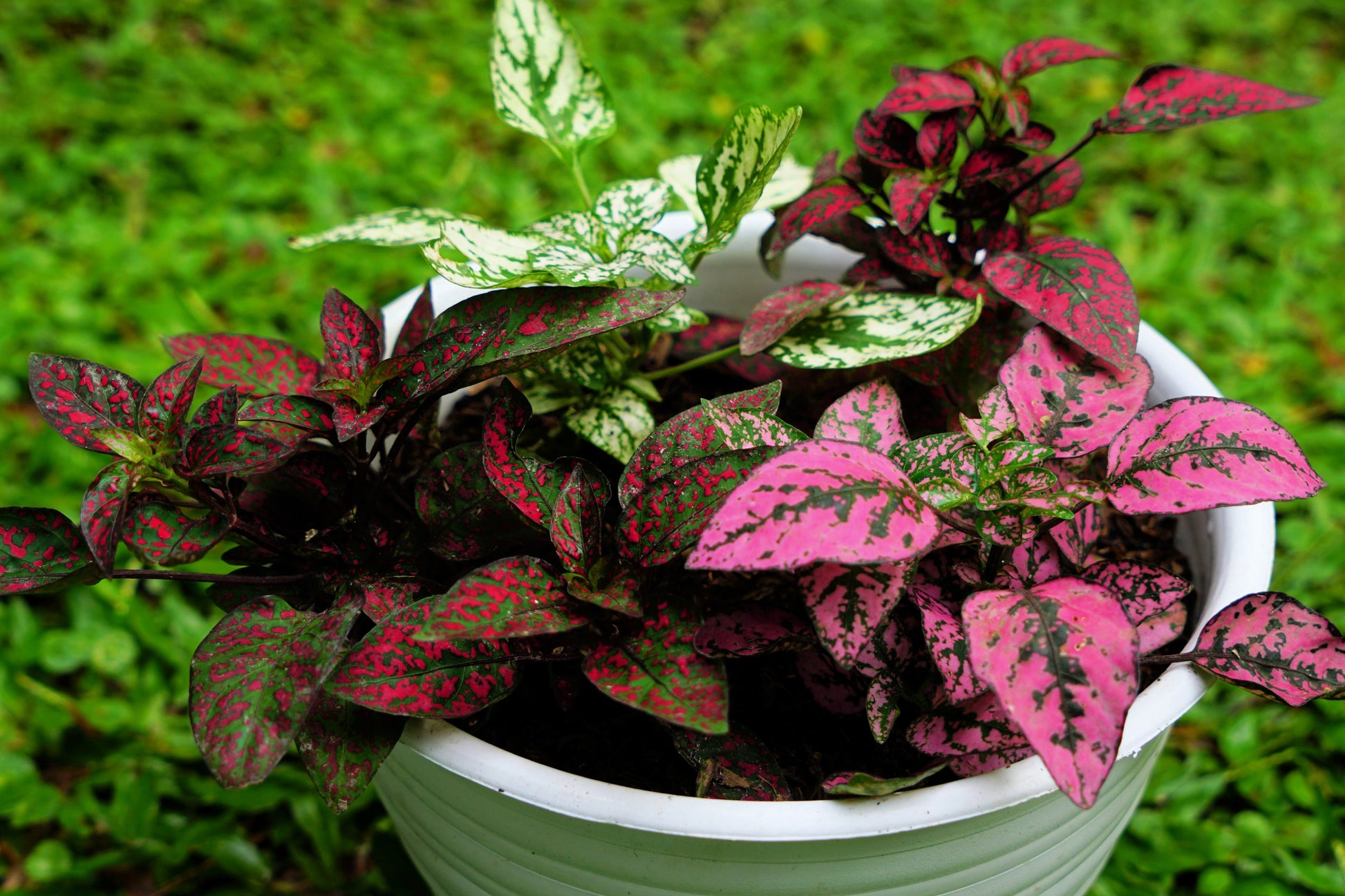 house plant with pink spots 10 Dwarf Mixed Colors POLKA DOT PLANT Red Pink White Rose Splash Selec – Seedville USA