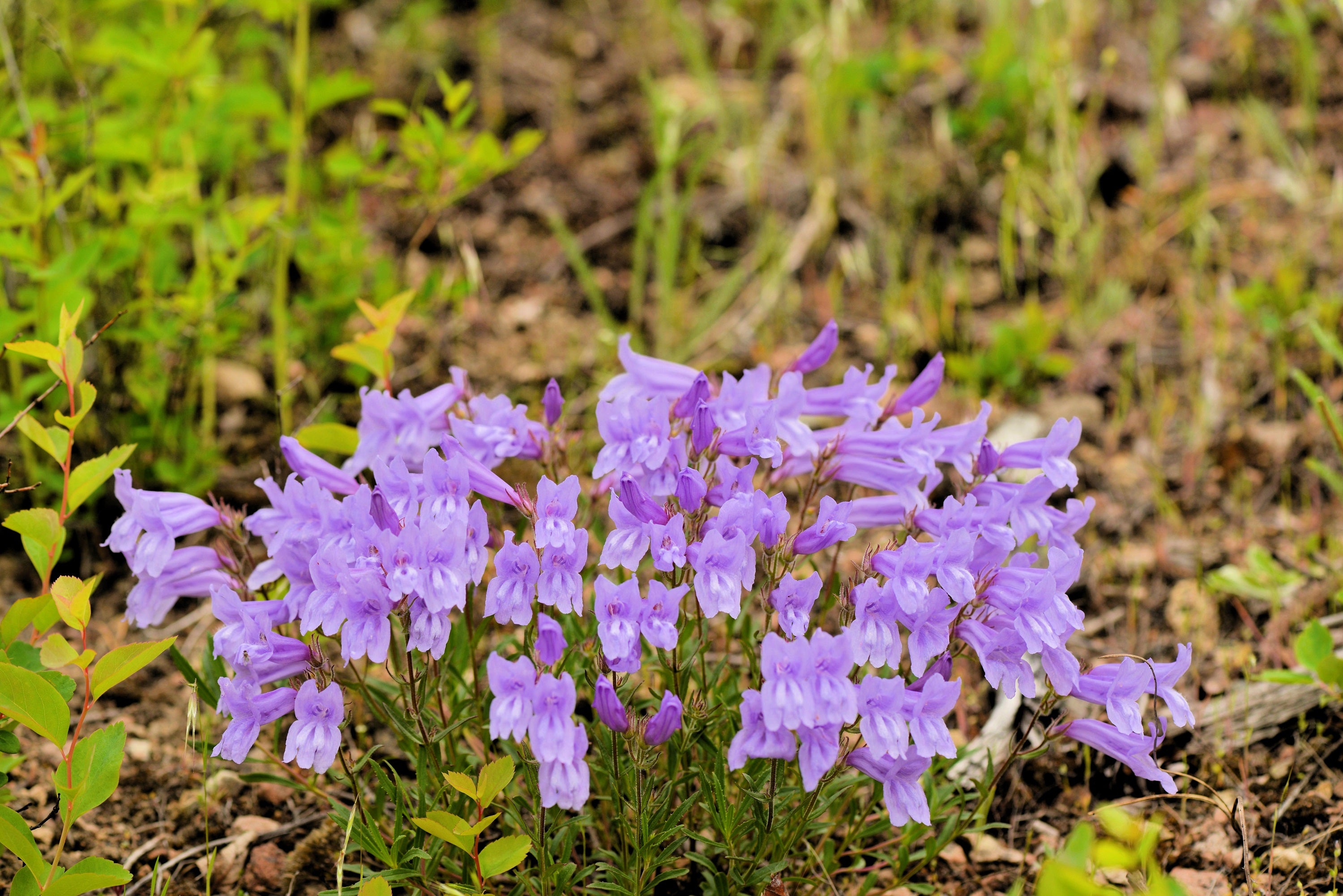 50 ALPINE PENSTEMON Davidsonii Davidson's Beardtongue Purple