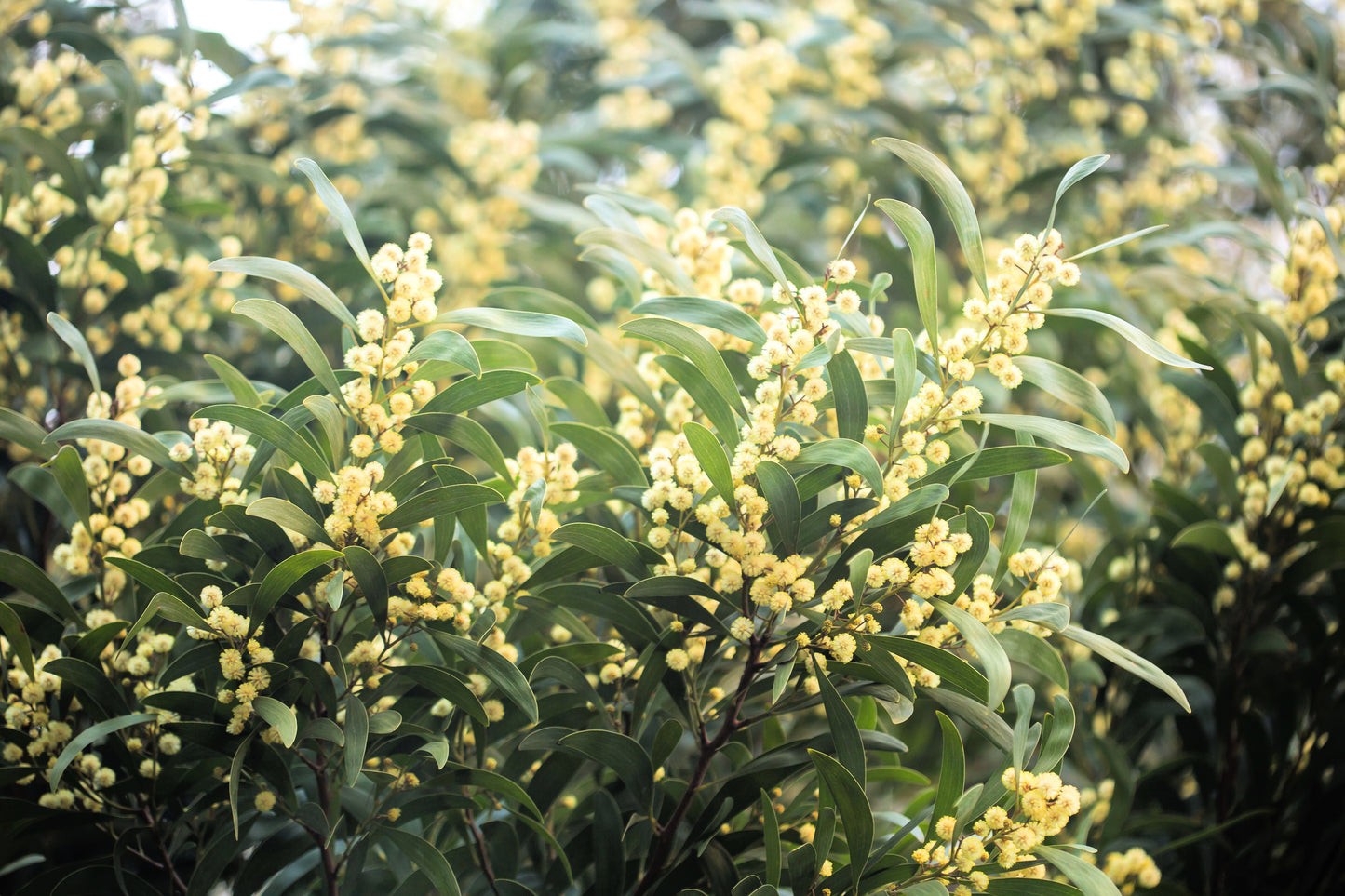 20 AUSTRALIAN BLACKWOOD TREE Black Acacia Melanoxylon Wattle Yellow Flower Seeds