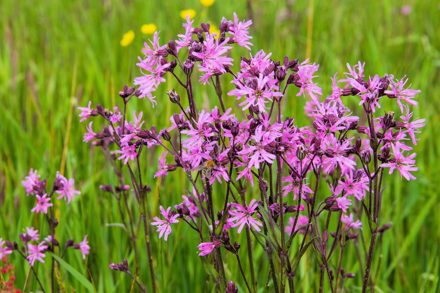 100 RAGGED ROBIN Pink Purplish Lychnis Flos Cuculi Flower Seeds