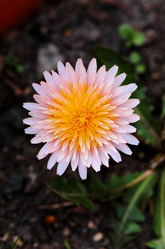 15 PINK DANDELION Taraxacum Pseudoroseum Herb Flower Seeds