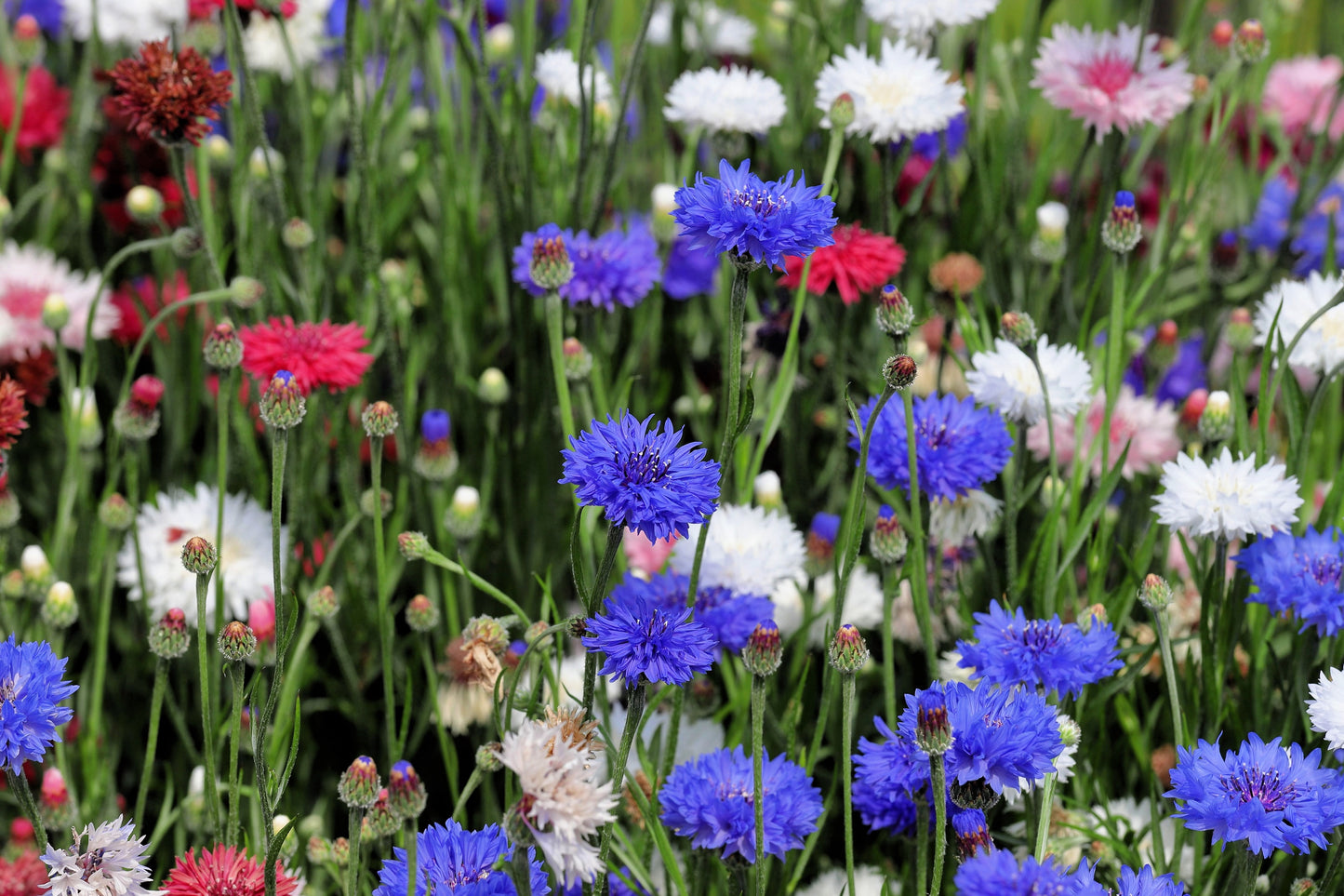 1000 Mixed BACHELORS BUTTON CORNFLOWER Centaurea Seeds