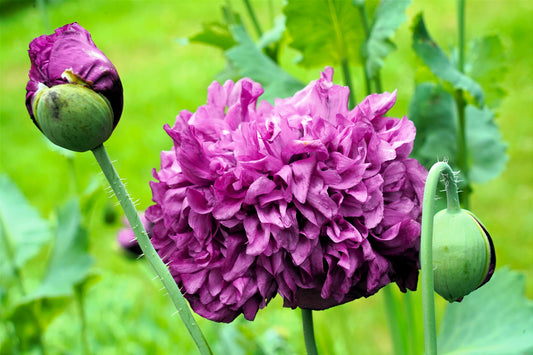 250 PURPLE PEONY POPPY Papaver Paeoniflorum Huge Double Flower Seeds