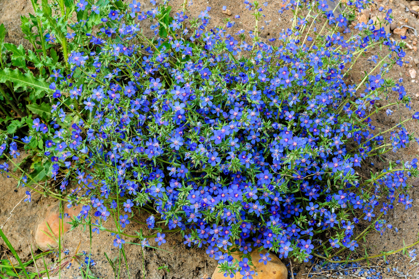 100 BLUE & SCARLET PIMPERNEL Anagallis Monellii Anagallis Arvensis Flower Seeds