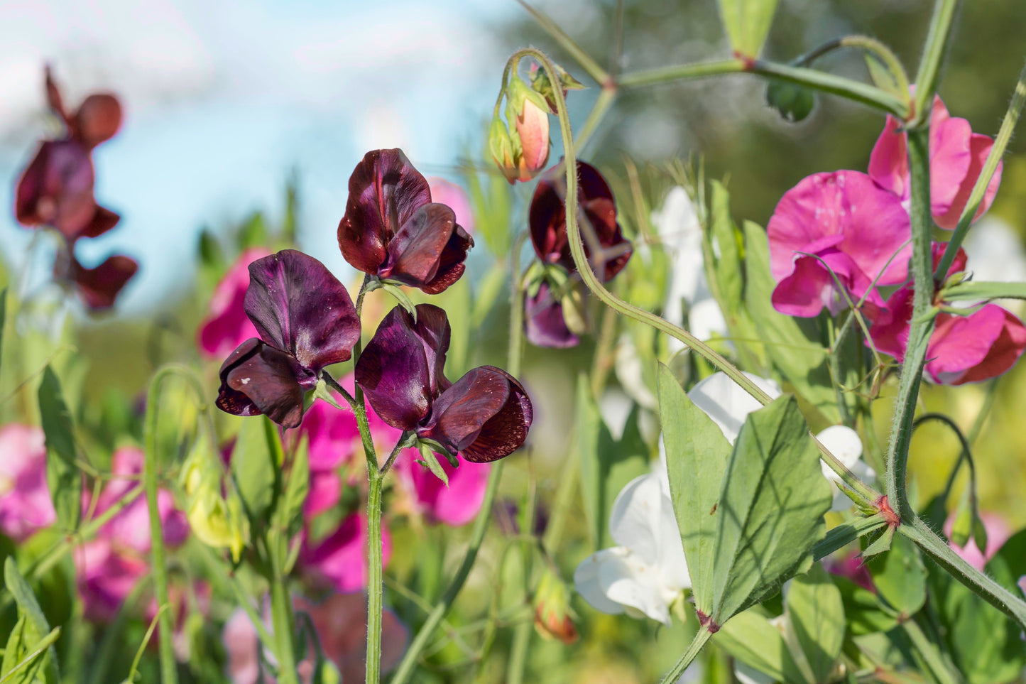 20 Royal MAROON SWEET PEA Lathyrus Odoratus Vine Dark Red Fragrant Flower Seeds