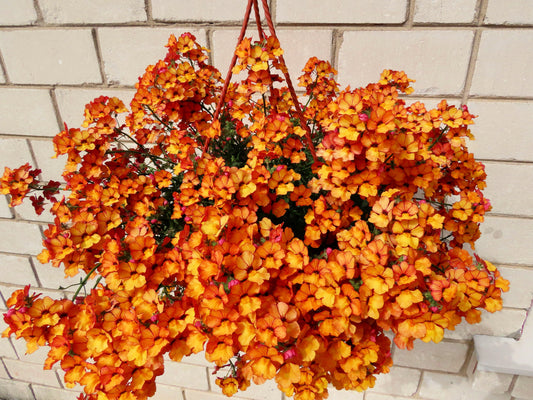 50 ORANGE PRINCE NEMESIA Strumosa Flower Seeds