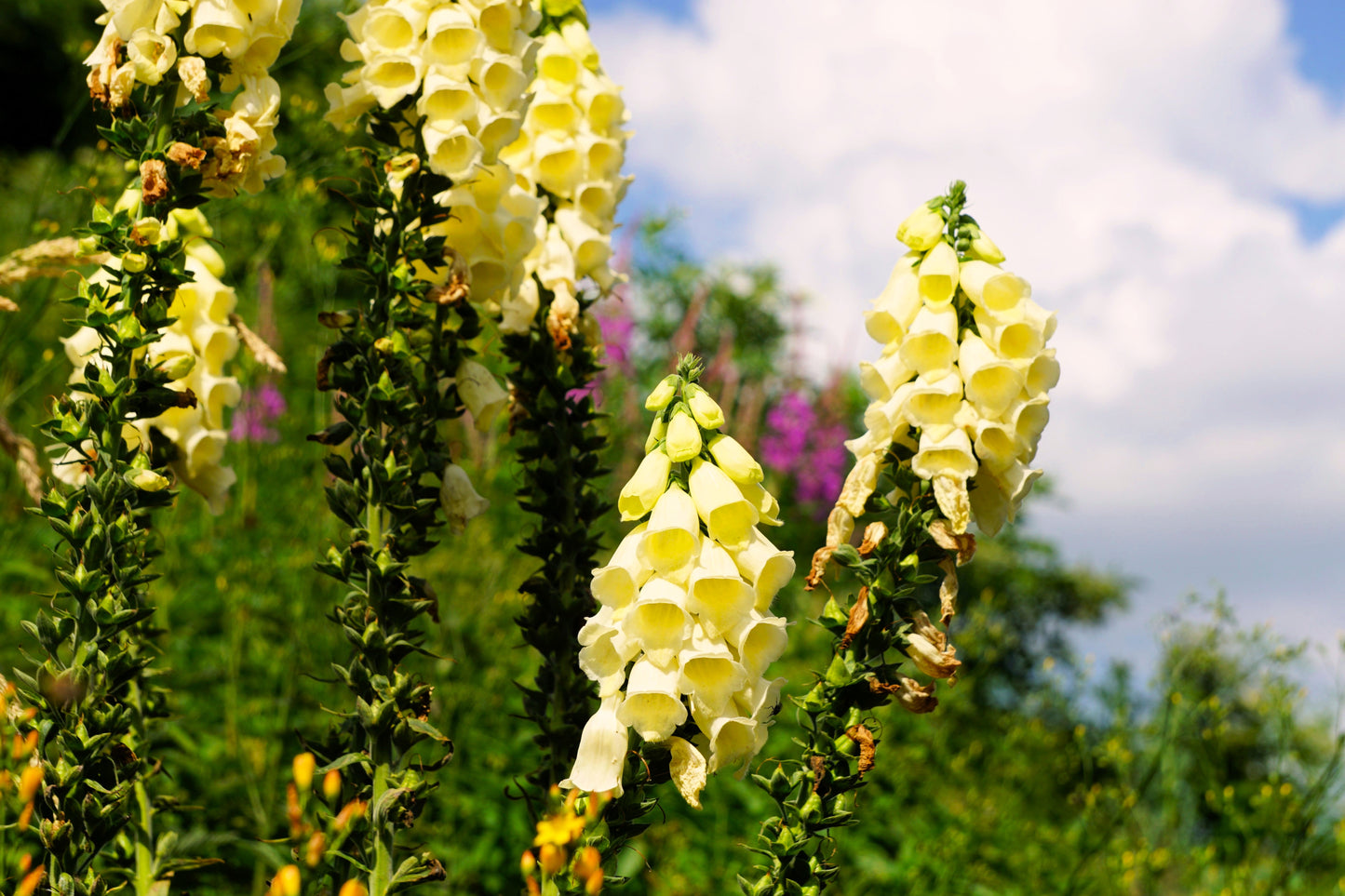 100 YELLOW FOXGLOVE Digitalis Grandiflora Sun or Shade Pollinator aka Large Foxglove or Big-Flowered Foxglove - Flower Seeds