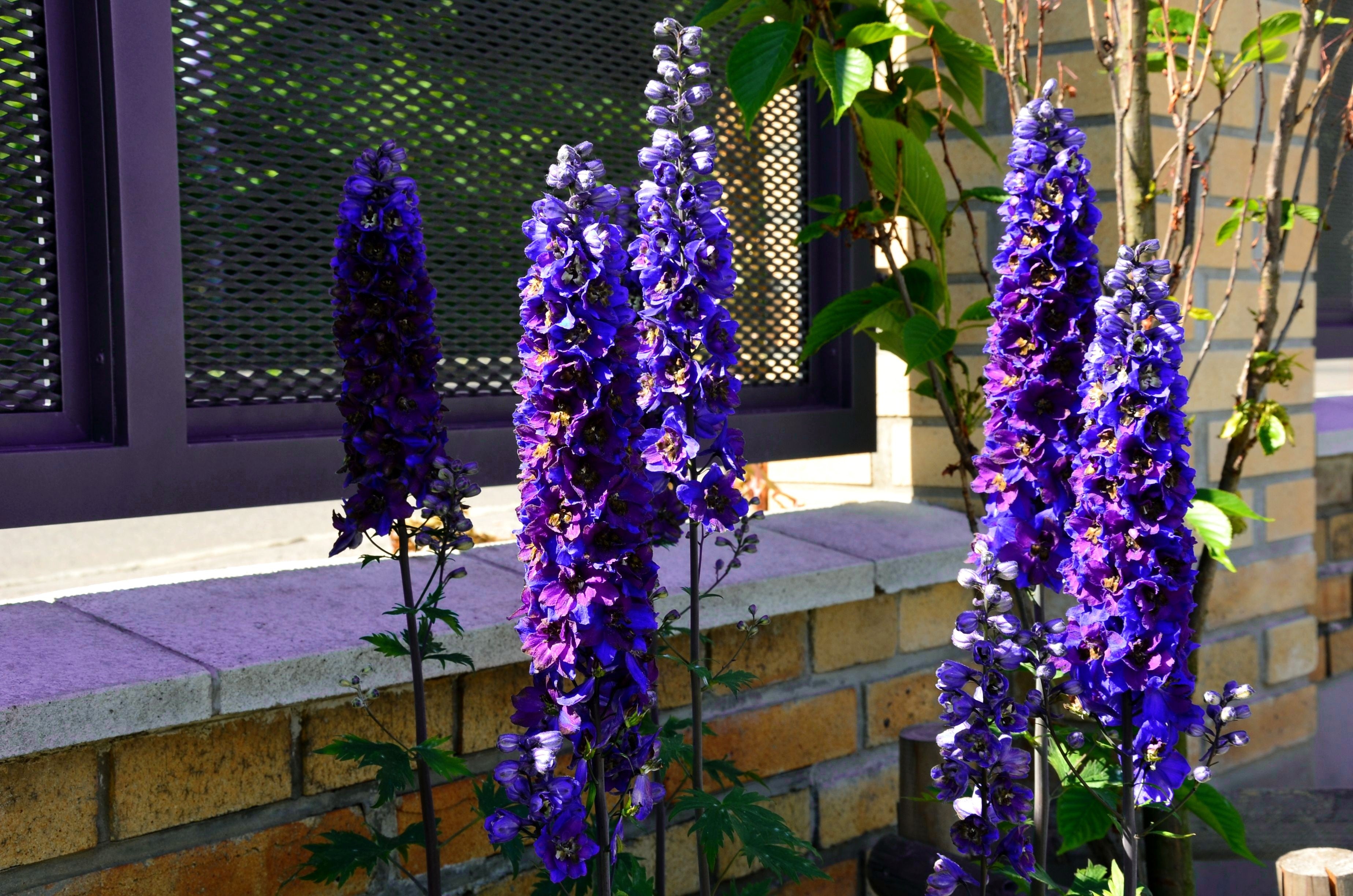 邦楽 Ruiza / delphinium 350 Blue with Pink ROCKET LARKSPUR DELPHINIUM Consolida Ajacis
