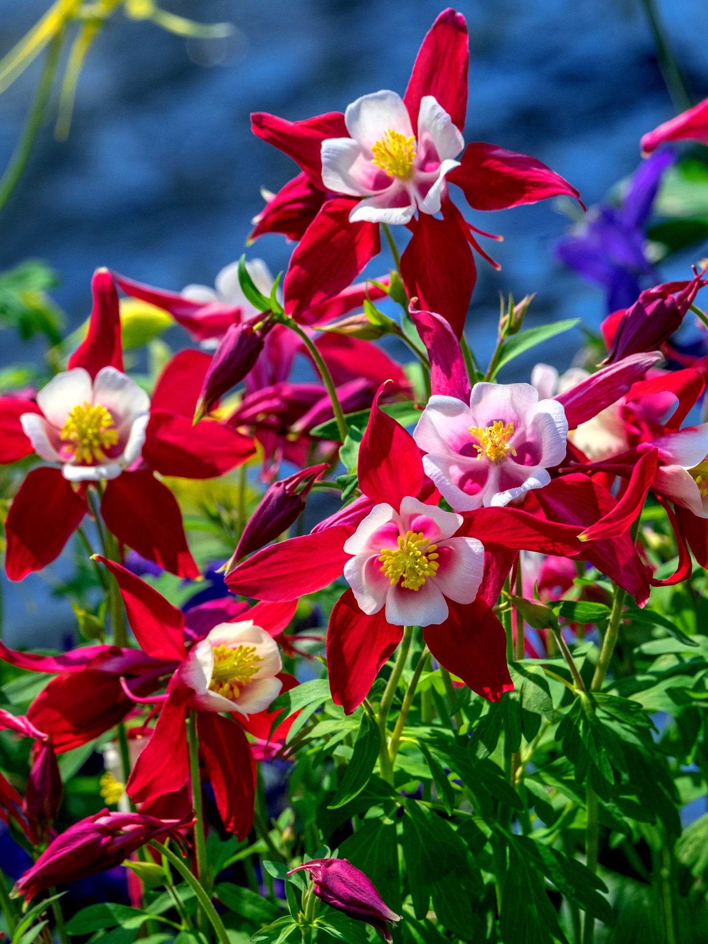 25 CRIMSON STAR COLUMBINE Red & White McKana's Giant Aquilegia Flower Seeds