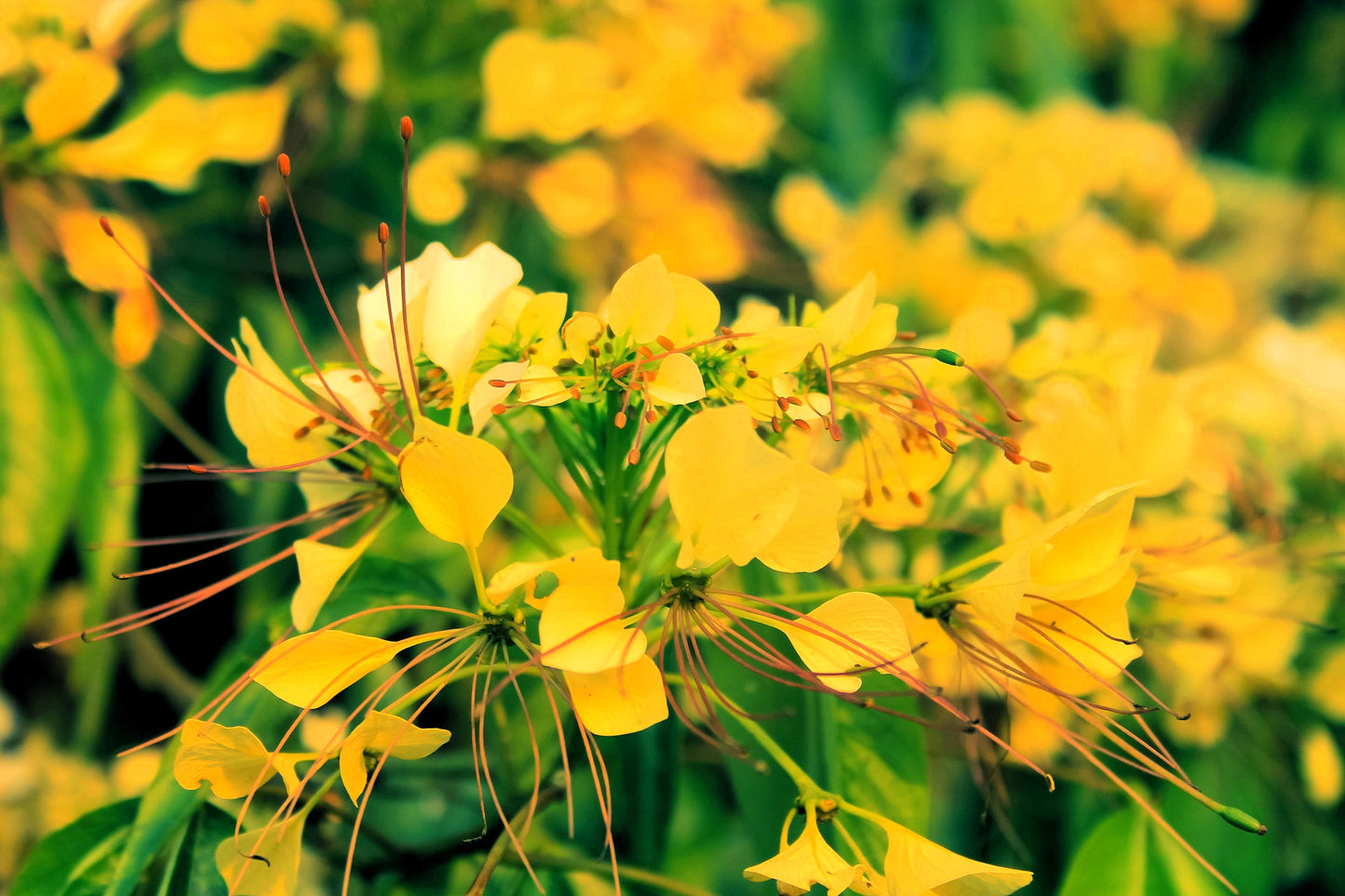 30 YELLOW BEEPLANT Cleome Lutea Golden Bee Plant Spiderflower Native Flower Seeds