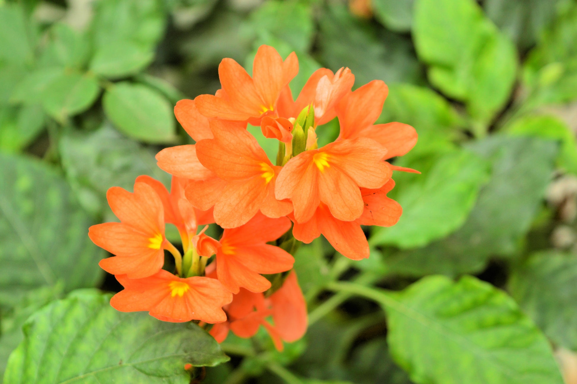 orange marmalade plant seeds 10 ORANGE MARMALADE CROSSANDRA Infundibuliformis Firecracker Flower Houseplant Seeds