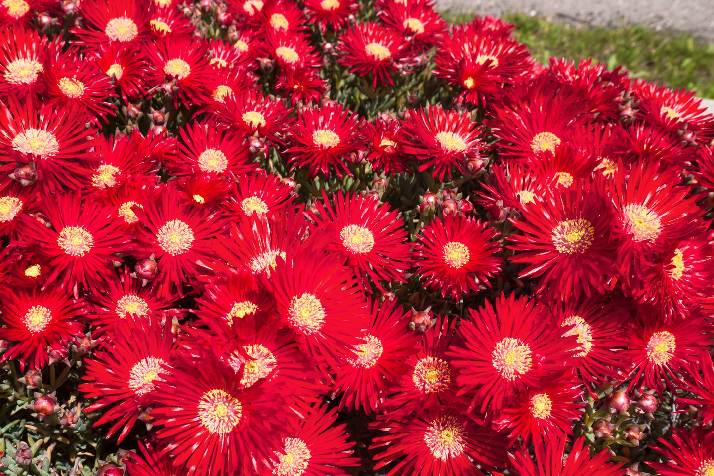 100 Gelato Bright RED ICE PLANT Mesembryanthemum Daisy Livingstone Flower Seeds