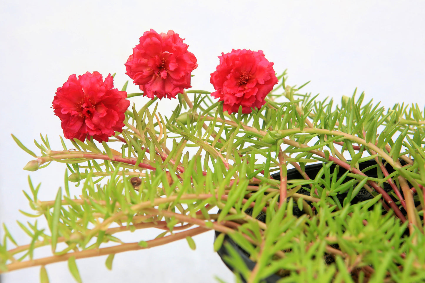 100 Red PORTULACA Grandiflora / MOSS ROSE Succulent Flower Seeds