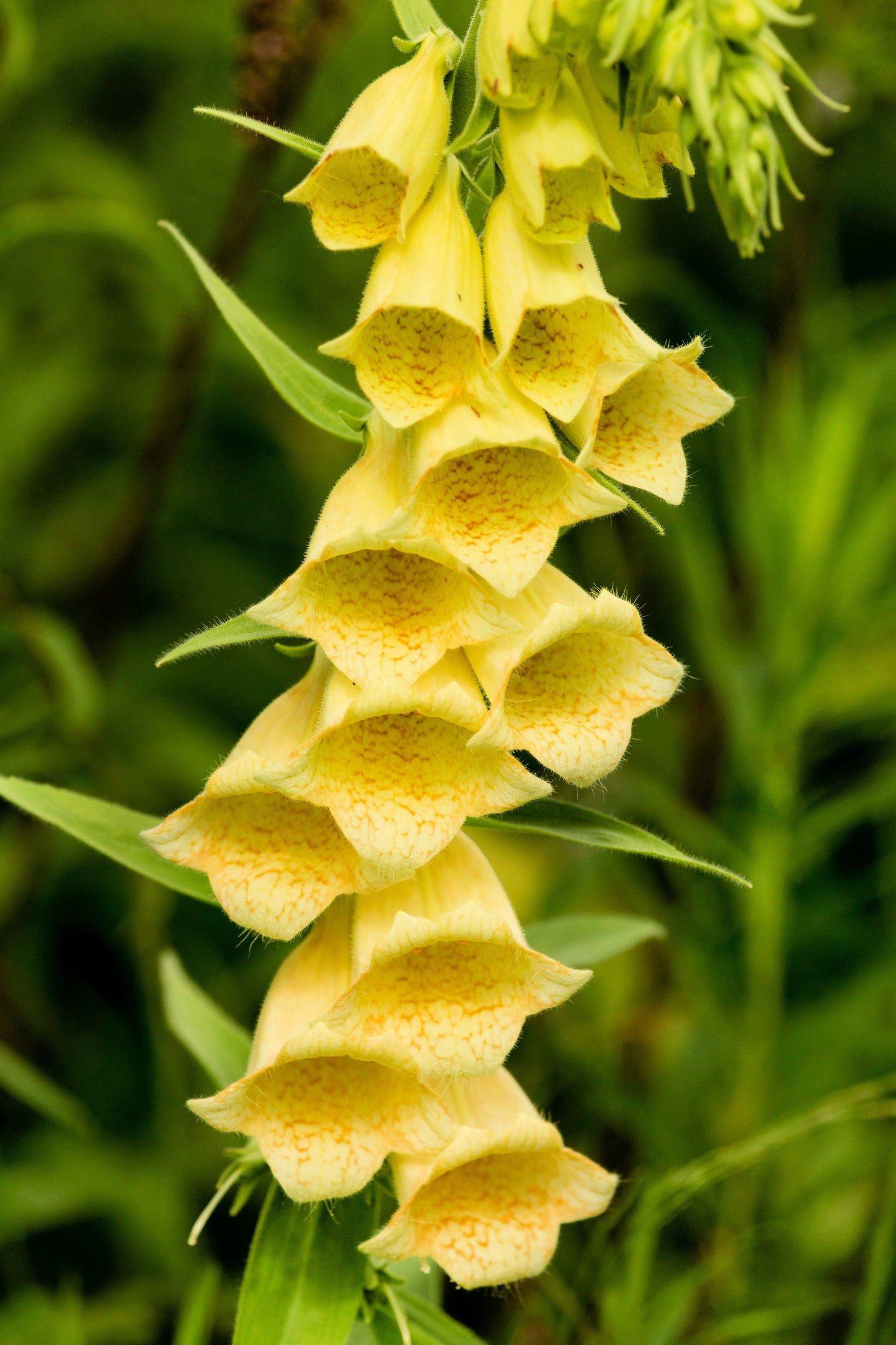 100 YELLOW FOXGLOVE Digitalis Grandiflora Sun or Shade Pollinator aka Large Foxglove or Big-Flowered Foxglove - Flower Seeds