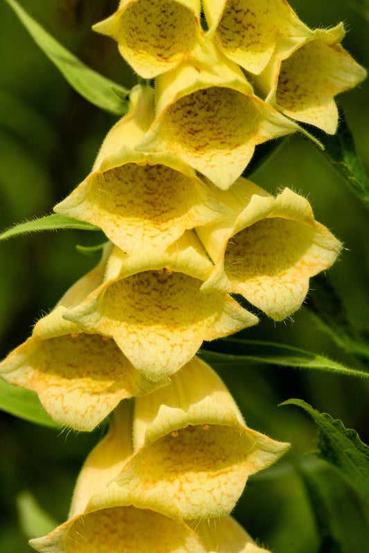 100 YELLOW FOXGLOVE Digitalis Grandiflora Sun or Shade Pollinator aka Large Foxglove or Big-Flowered Foxglove - Flower Seeds