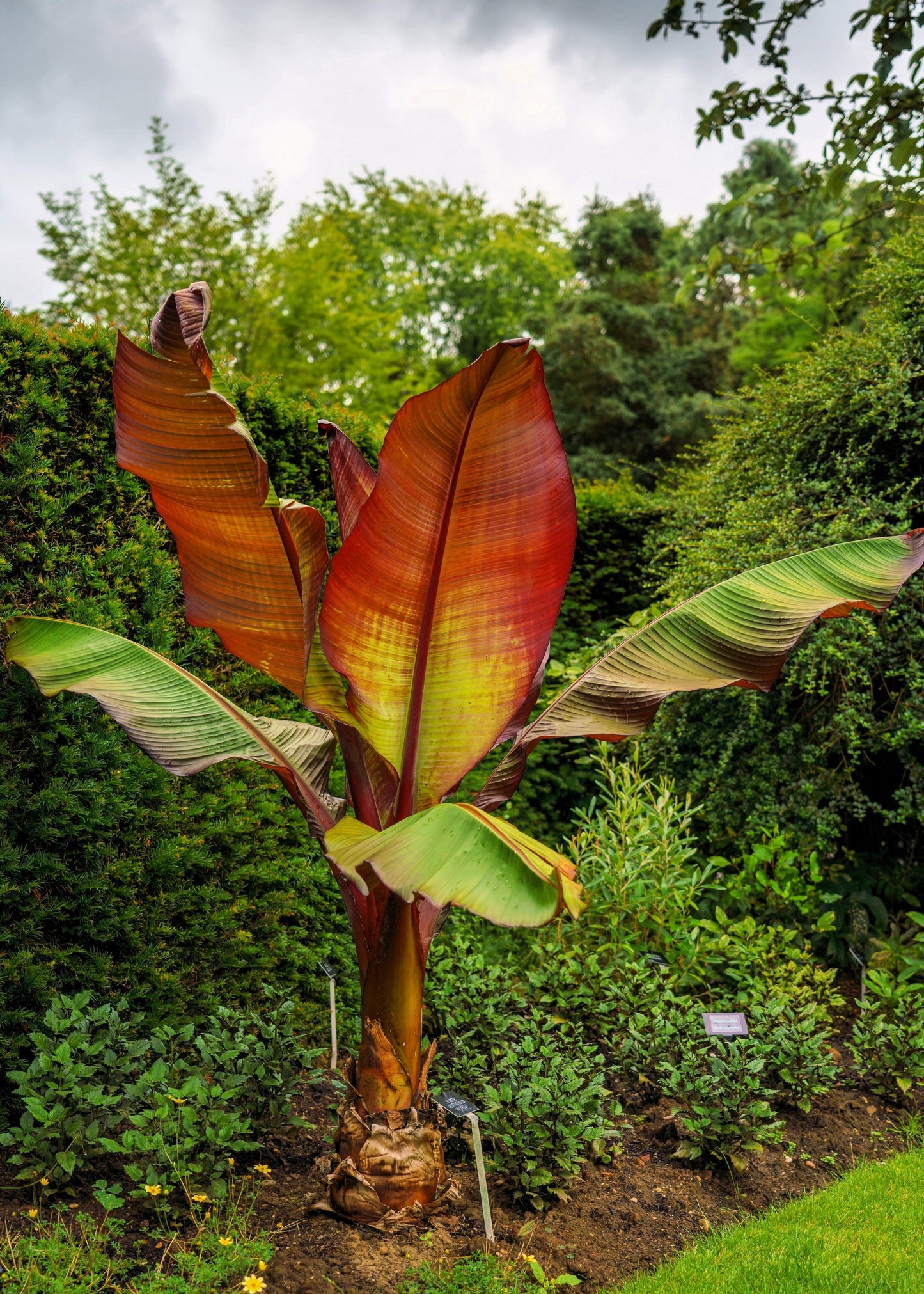 5 RED ABYSSINIAN BANANA Musa Ensete Ventricosum Flowering Fruit Tree Seeds