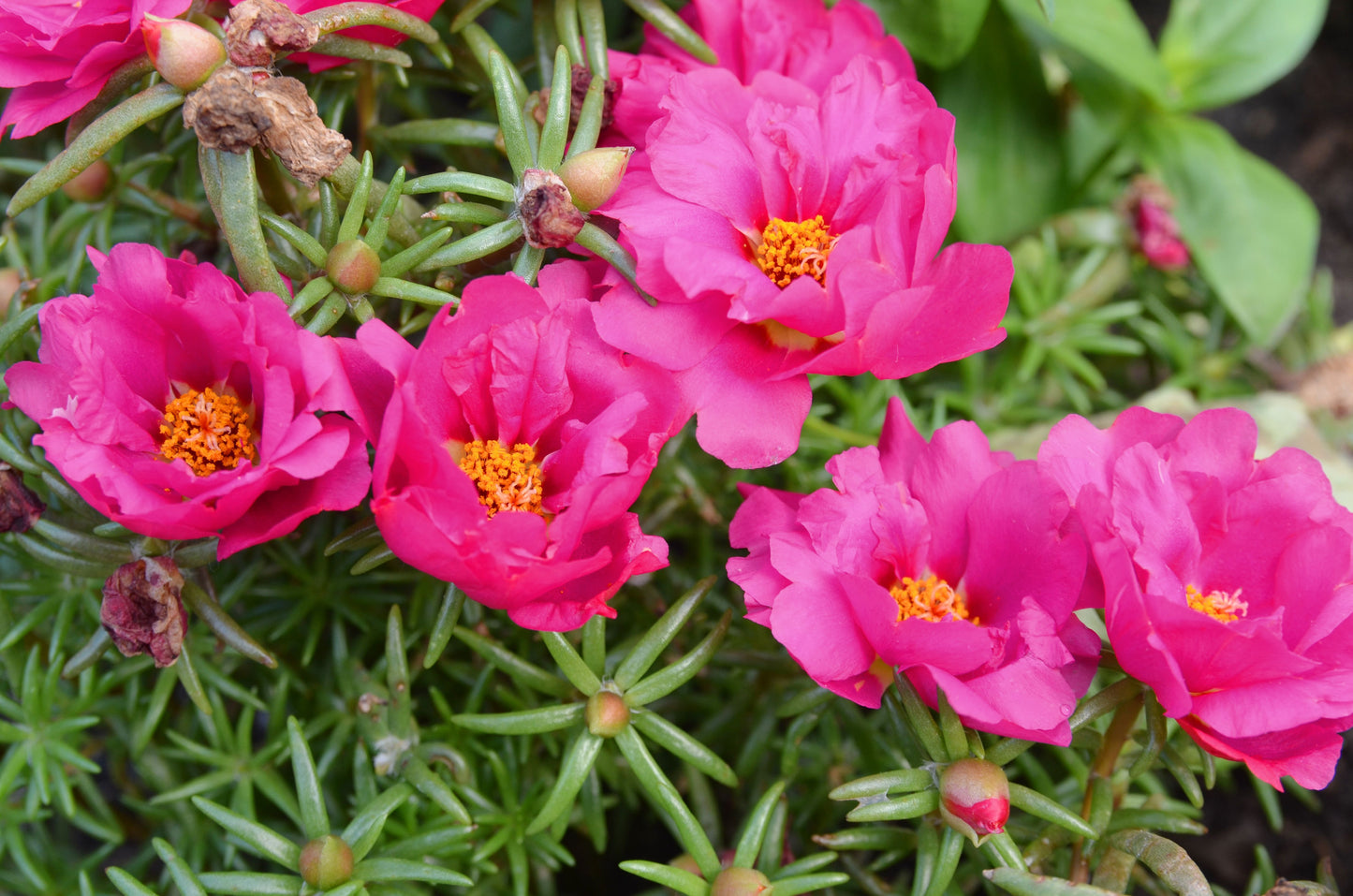 100 Pink PORTULACA Grandiflora / MOSS ROSE Flower Seeds