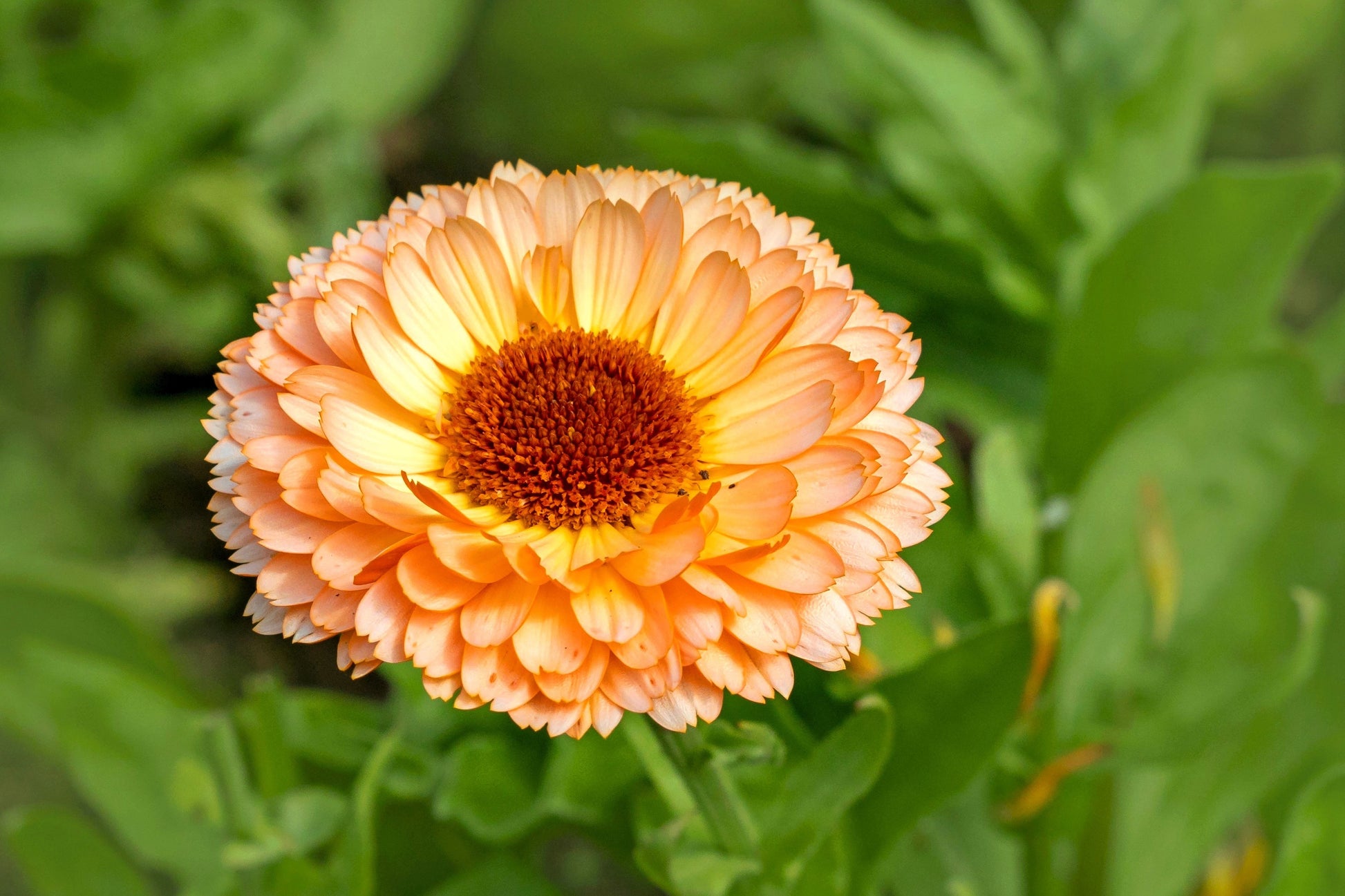 pink marigold plants 20 ZEOLIGHTS CALENDULA Officinalis MARIGOLD Flower Seeds Zeolight Cora –  Seedville USA