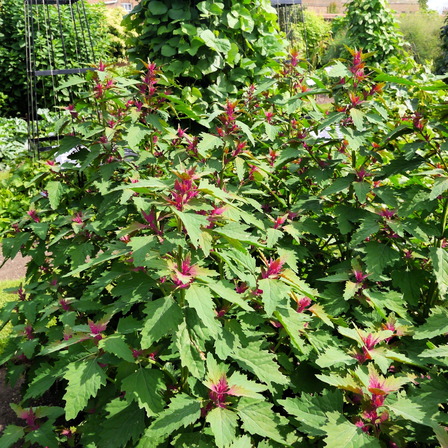magenta plant seed 100 GIANT GOOSEFOOT Chenopodium Giganteum Purple Magenta Spreen Vegetable Seeds