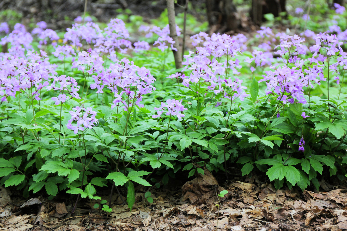 1500 DAMES ROCKET (Danask Violet) Hesperis Matronalis Dame's Purple Flower Seeds